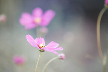 beautiful pink cosmos flowers in close up