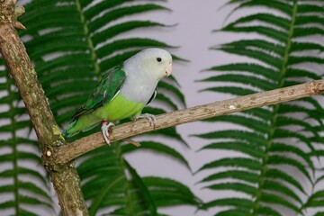 Grauköpfchen, Agapornis canus, Gray-headed Lovebird, Madagascar Lovebird,  Unzertrennliche, Lovebirds, Papagei, Zwergpapagei, Vögel Afrikas, Vögel auf Madagaskar, Vogel mit grauem Kopf, Voliere