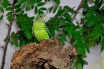 Grauköpfchen, Agapornis canus, Gray-headed Lovebird, Madagascar Lovebird,  Unzertrennliche, Lovebirds, Papagei, Zwergpapagei, Vögel Afrikas, Vögel auf Madagaskar, Vogel mit grauem Kopf, Voliere