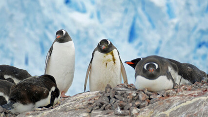 Group of gentoo penguins on rocks