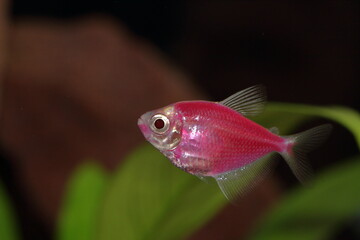 Obraz premium fishes in aquarium