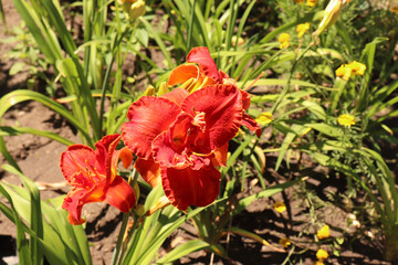 Moses Fire. Luxury flower daylily in the garden close-up. The daylily is a flowering plant in the...