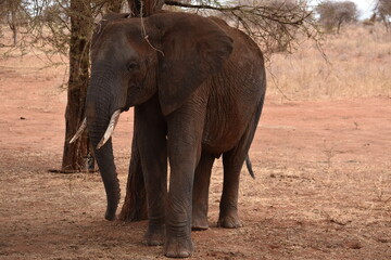 elephant 