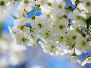 White blooming cherry blossoms in an orchard in spring