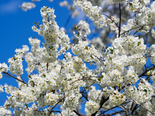 White blooming cherry blossoms in an orchard in spring