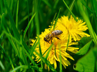 The bee collects honey and pollen from the dandelion