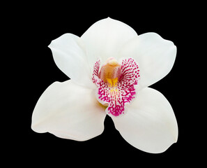 Fototapeta na wymiar white orchid flower isolated on black background