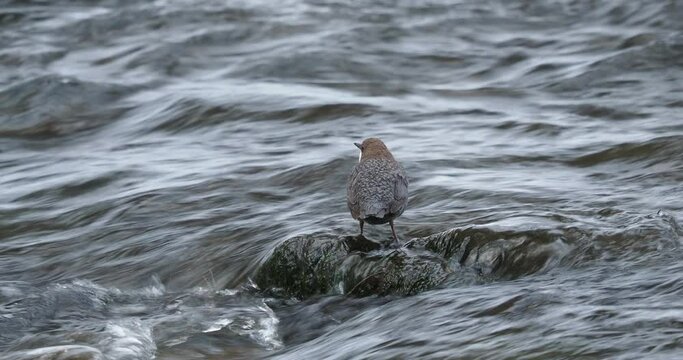 White-throated Dipper - Cinclus cinclus sitting on the stone in the middle of the river, black brown white bird in the water. Singing european songbird in snowy white cold winter time. Rain and snow.