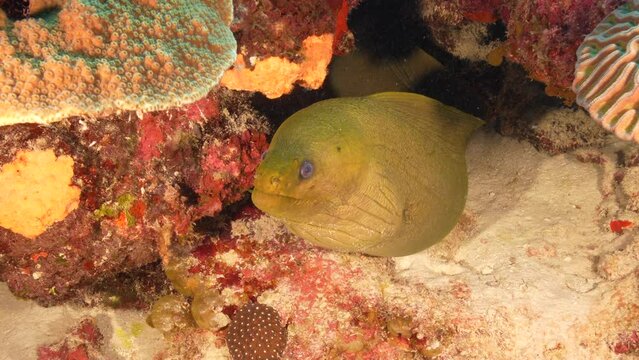 Seascape with Green Moray Eel in coral reef of Caribbean Sea, Curacao