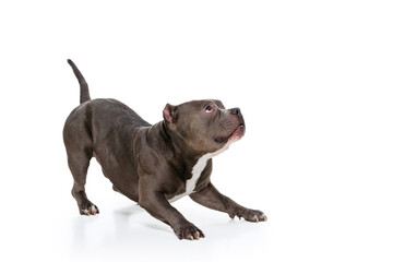 Studio shot of chocolate color dog, staffordshire terrier isolated over white studio background. Concept of motion, beauty, fashion, breeds, pets love, animal - obrazy, fototapety, plakaty