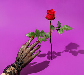Woman hand in lace glove reaching bright red rose against bold purple background. 80s, 90s retro...