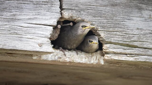 Young starling birds peak out from a barn rafter.