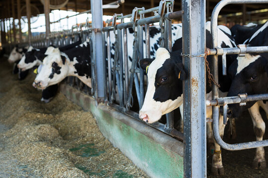 Black and white cows eating hay peeking through stall fence on farm