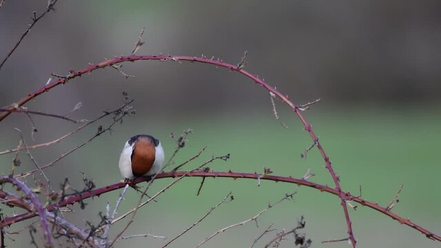 Woodchat shrike Lanius senator in natural habitat perched on branch, and eats a beetle.
