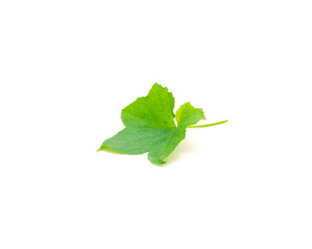 One young lobed luffa or loofah leaf with long petioles (stalk) isolated on white edible Luffa aegyptiaca
