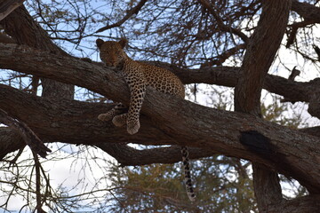 Fototapeta na wymiar leopard in tree