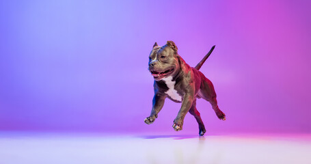 Portrait of purebred dog staffordshire terrier posing isolated over studio background in neon...