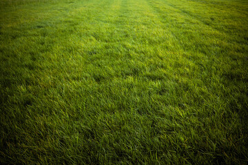 Fototapeta na wymiar Grünes Gras