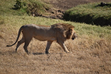 male lion 