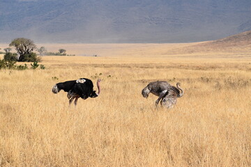 ostrich in the wild