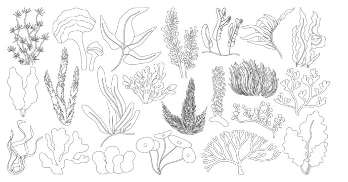 Seaweed isolated outline set icon. Vector outline set icon marine algae. Vector illustration seaweed on white background.