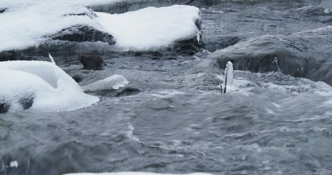 White-throated Dipper - Cinclus cinclus sitting on the stone in the middle of the river, black brown white bird in the water. Singing european songbird in snowy white cold winter time. Rain and snow.