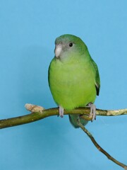 Grauköpfchen Weibchen (Agapornis canus) in der Voliere.