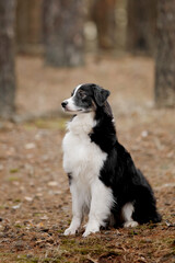 Naklejka na ściany i meble Dog at the forest. Australian shepherd dog sitting. Pet walk. Domestic pet outdoor. Dog on nature