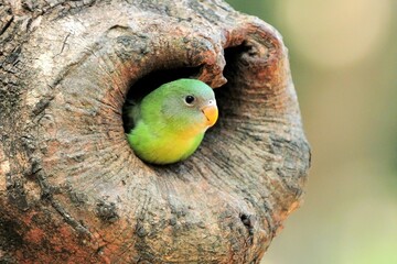Junges Grauköpfchen (Agapornis canus) schaut aus der Bruthöhe, Äthiopien.