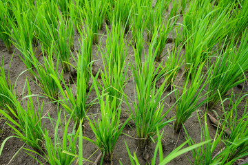 Rice field. Closeup of yellow paddy rice field with green leaf and Sunlight.  Rice field on rice paddy green color lush growing is a agriculture. Closeup of yellow paddy.