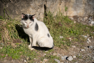 cat resting on the ground
