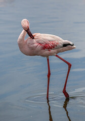 Lesser Flamingo, Walvis Bay, Namibia