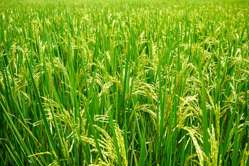 Rice field. Closeup of yellow paddy rice field with green leaf and Sunlight.  Rice field on rice paddy green color lush growing is a agriculture. Closeup of yellow paddy.