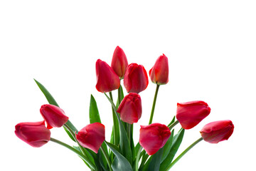Red buds tulips on white background with space for text. Decoration of valentine day, woman's day