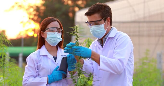 The expert scientist with gloves checking cannabis plants. Concept of herbal alternative medicine, cbd oil, pharmaceptical industry cure various diseases.