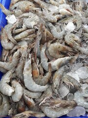 fresh fish at the market