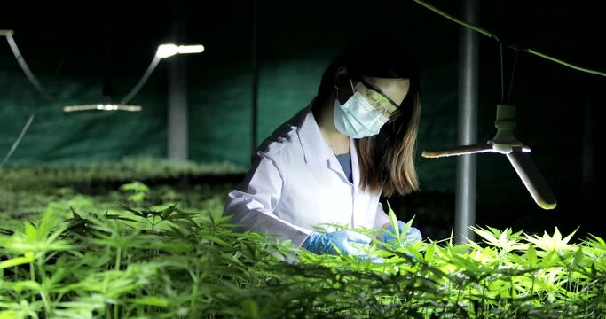 The expert scientist with gloves checking cannabis plants. Concept of herbal alternative medicine, cbd oil, pharmaceptical industry cure various diseases.