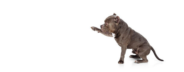 Profile view of chocolate color dog, staffordshire terrier isolated over white studio background....