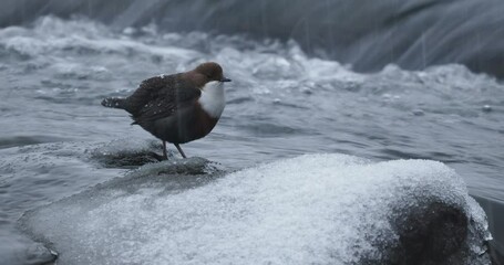 White-throated Dipper - Cinclus cinclus sitting on the stone in the middle of the river, black brown white bird in the water. Singing european songbird in snowy white cold winter time. Rain and snow.