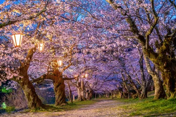 Photo sur Plexiglas Le pont Kintai Cherry blossom at Kintaikyo bridge Iwakuni city, Japan