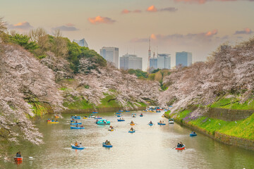 Chidorigafuchi park in Tokyo during sakura season in Japan