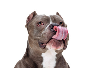 Close-up purebred dog staffordshire terrier sticking out tongue isolated over white studio background. Concept of motion, action, pets love, animal