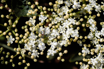 Elderberry white flowers close up