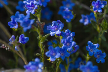 Creeping gromwell blue-purplish flowers