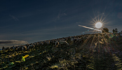 owce, Pieniny, Tatry, Karpaty, Polska, Trzy Korony © Daniel Folek