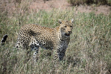 Leopard 