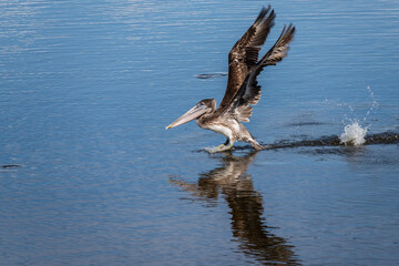 A Brown Pelican landing and taking of in a tidal pool in South Carolina.