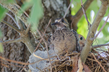 A young Mourning Dove on the edge of the nest being watched by Mom.