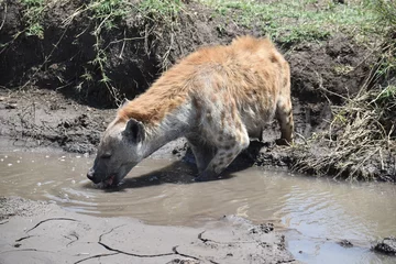 Deurstickers hyena drinking water © Brian