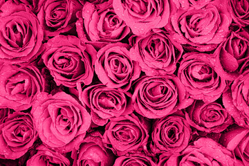 Pink rose background. Valentines day concept.